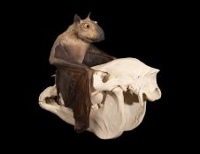 A TAXIDERMY HAMMER-HEADED FRUIT BAT DISPLAYED ON A PONY SKULL