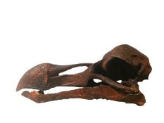 A REPLICA DODO SKULL