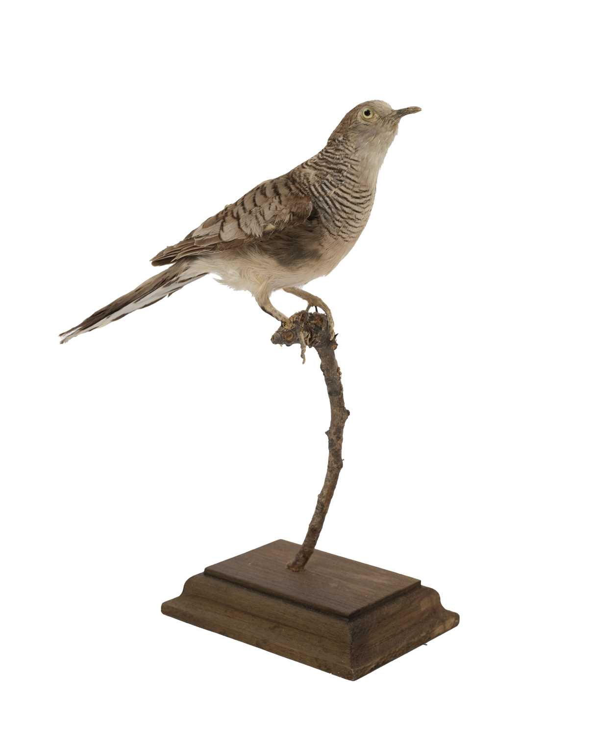 A TAXIDERMY PEACEFUL DOVE (GEOPELIA PLACIDA)