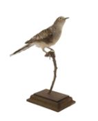 A TAXIDERMY PEACEFUL DOVE (GEOPELIA PLACIDA)