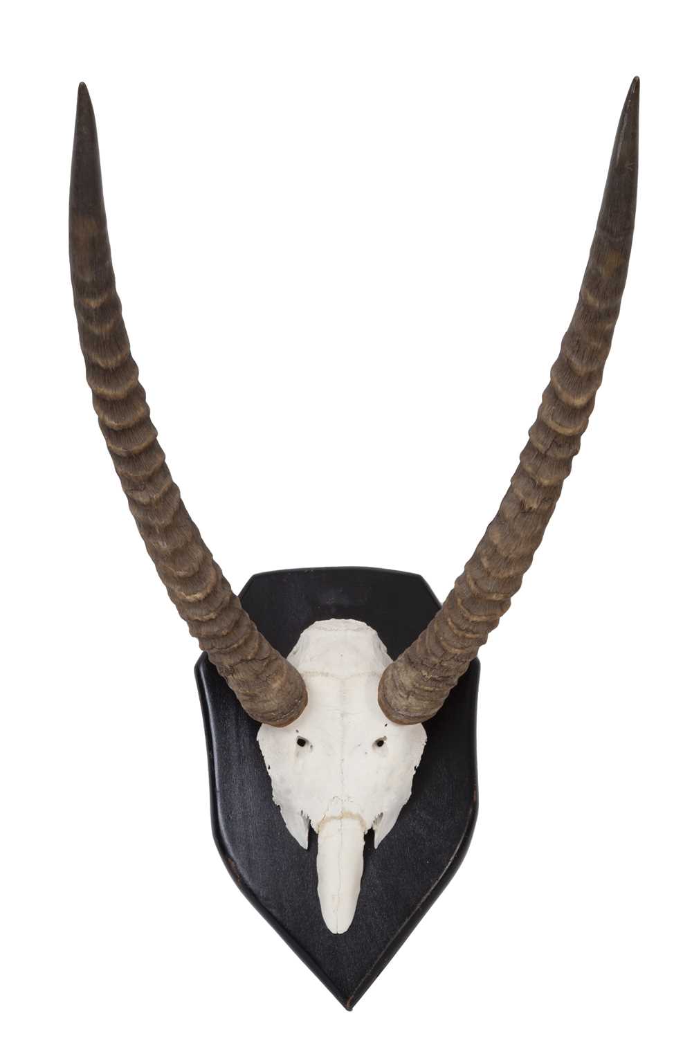 A SET OF AFRICAN WATERBUCK ANTLEOPE HORNS ON SHIELD