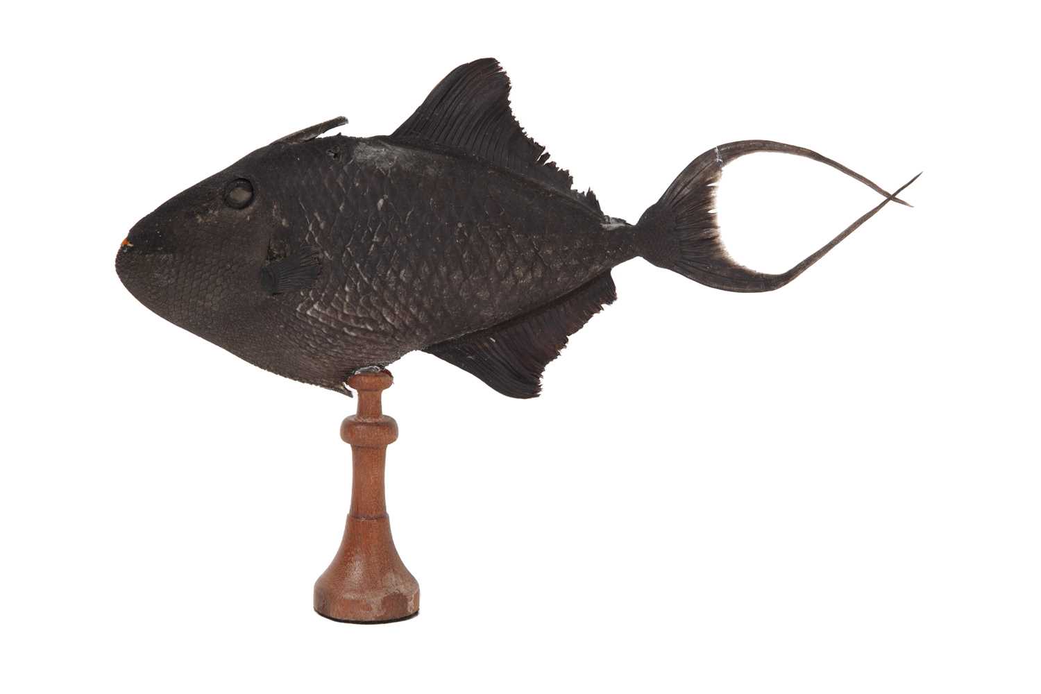 A TAXIDERMY VAMPIRE TRIGGER FISH - Image 2 of 2