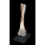 A FOSSILISED EXTINCT WOOLLY MAMMOTH FEMUR BONE, AT LEAST 10,000 YEARS OLD