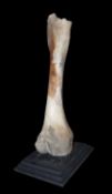 A FOSSILISED EXTINCT WOOLLY MAMMOTH FEMUR BONE, AT LEAST 10,000 YEARS OLD