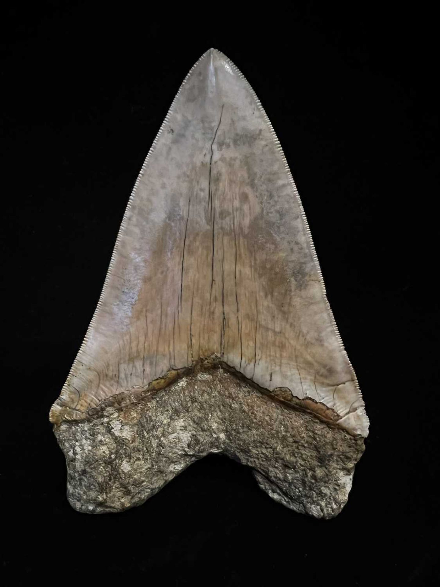 A LARGE FOSSILISED, EXTINCT MEGALODON SHARK TOOTH - Image 2 of 6