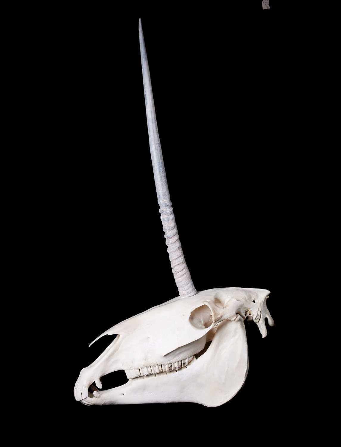 A UNICORN SKULL (EQUUS CABALLUS) - Image 2 of 2