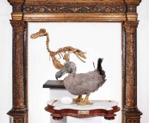 A TAXIDERMY REPLICA DODO