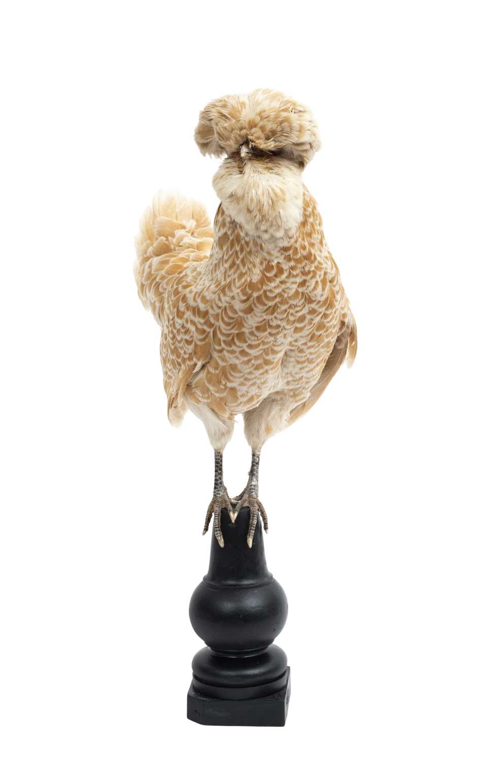 A TAXIDERMY FULL MOUNT CHICKEN (GALLUS GALLUS DOMESTICUS) - Image 2 of 2