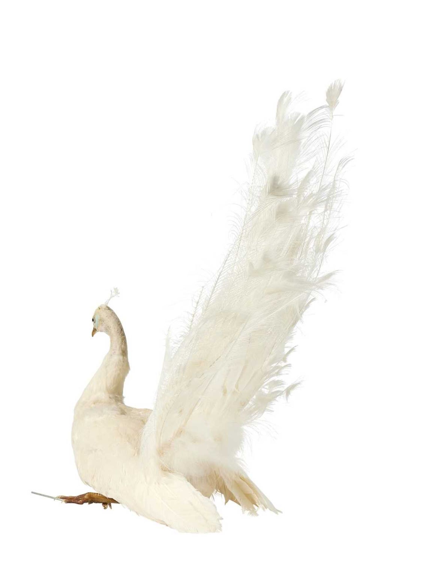 A TAXIDERMY SEATED WHITE PEACOCK (PAVO CRISTATUS) - Image 2 of 2