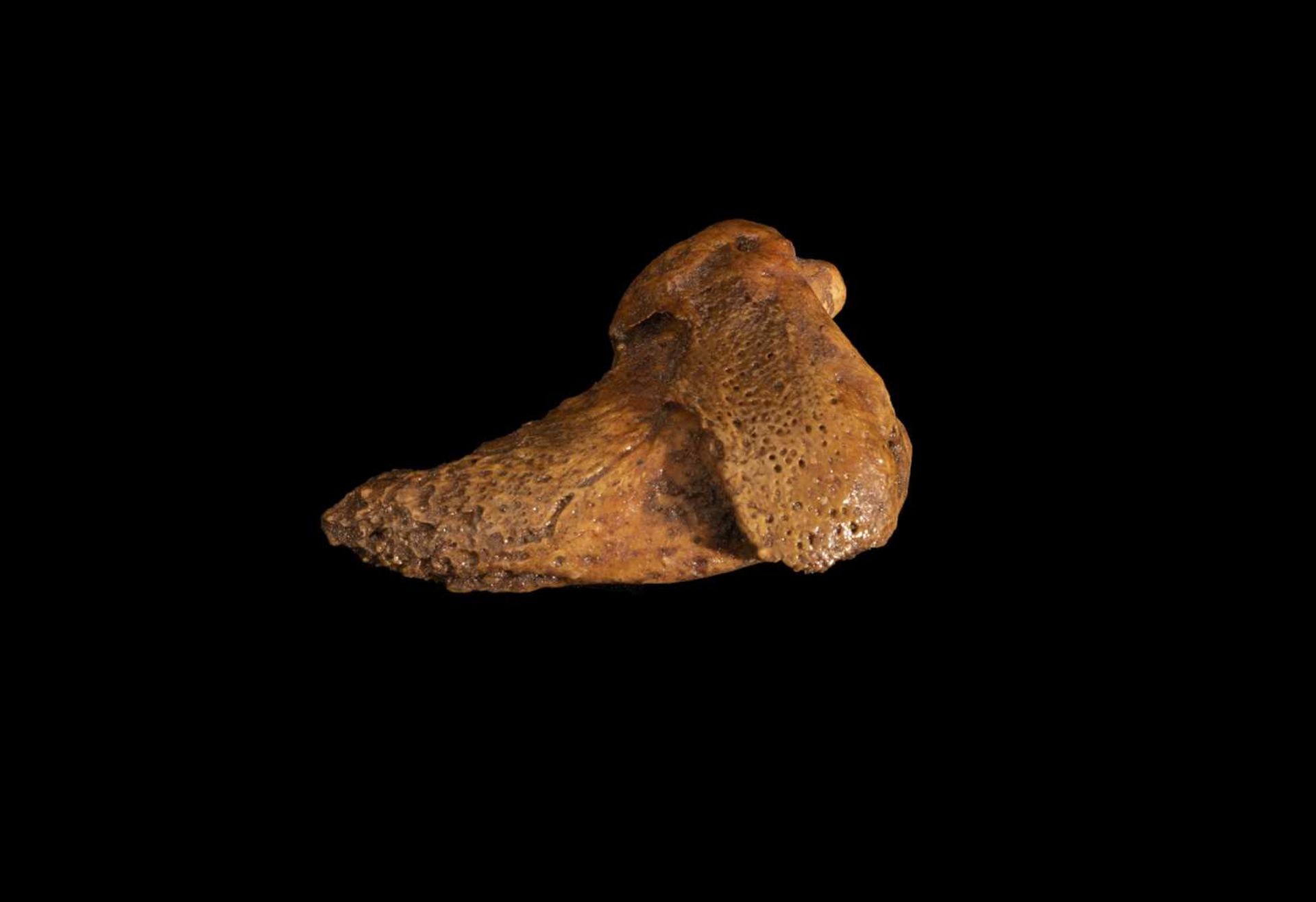 A FOSSILISED CLAW DIGIT FROM THE EXTINCT CAVE BEAR - Image 3 of 3