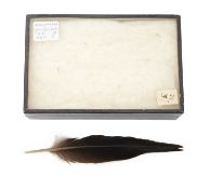 A FEATHER OF THE EXTINCT IVORY BILLED WOODPECKER (MALE, CAMPEPHILUS PRINCIPALIS)