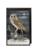 A 19TH CENTURY TAXIDERMY BARN OWL IN LATER PAINTED CASE