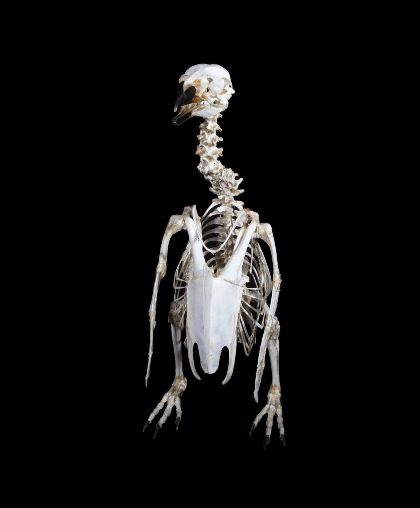 A TAXIDERMY / OSTEOLOGY PENGUIN SKELETON. - Image 8 of 8