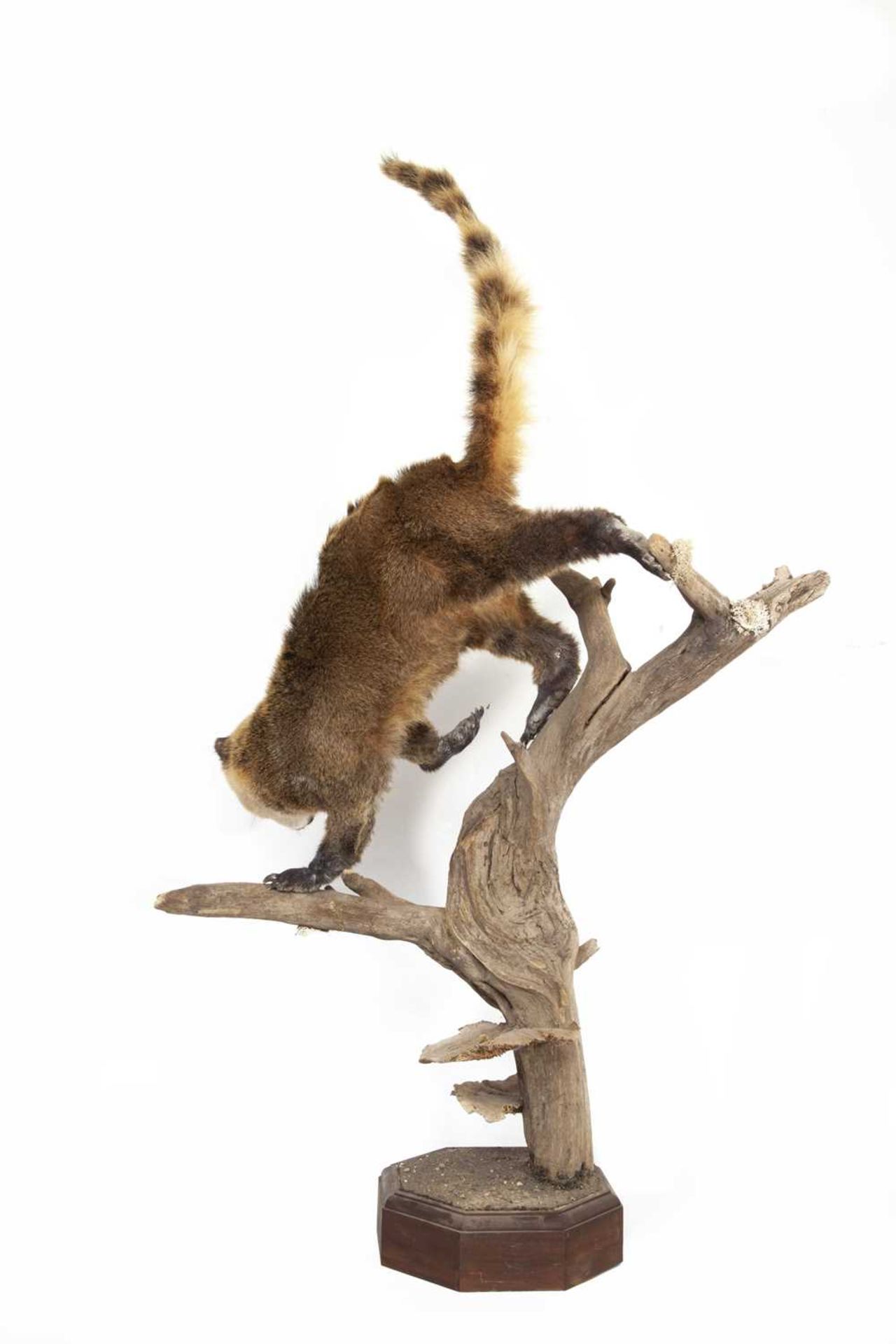 A TAXIDERMY FULL MOUNT STUDY OF A COATI - Image 3 of 3
