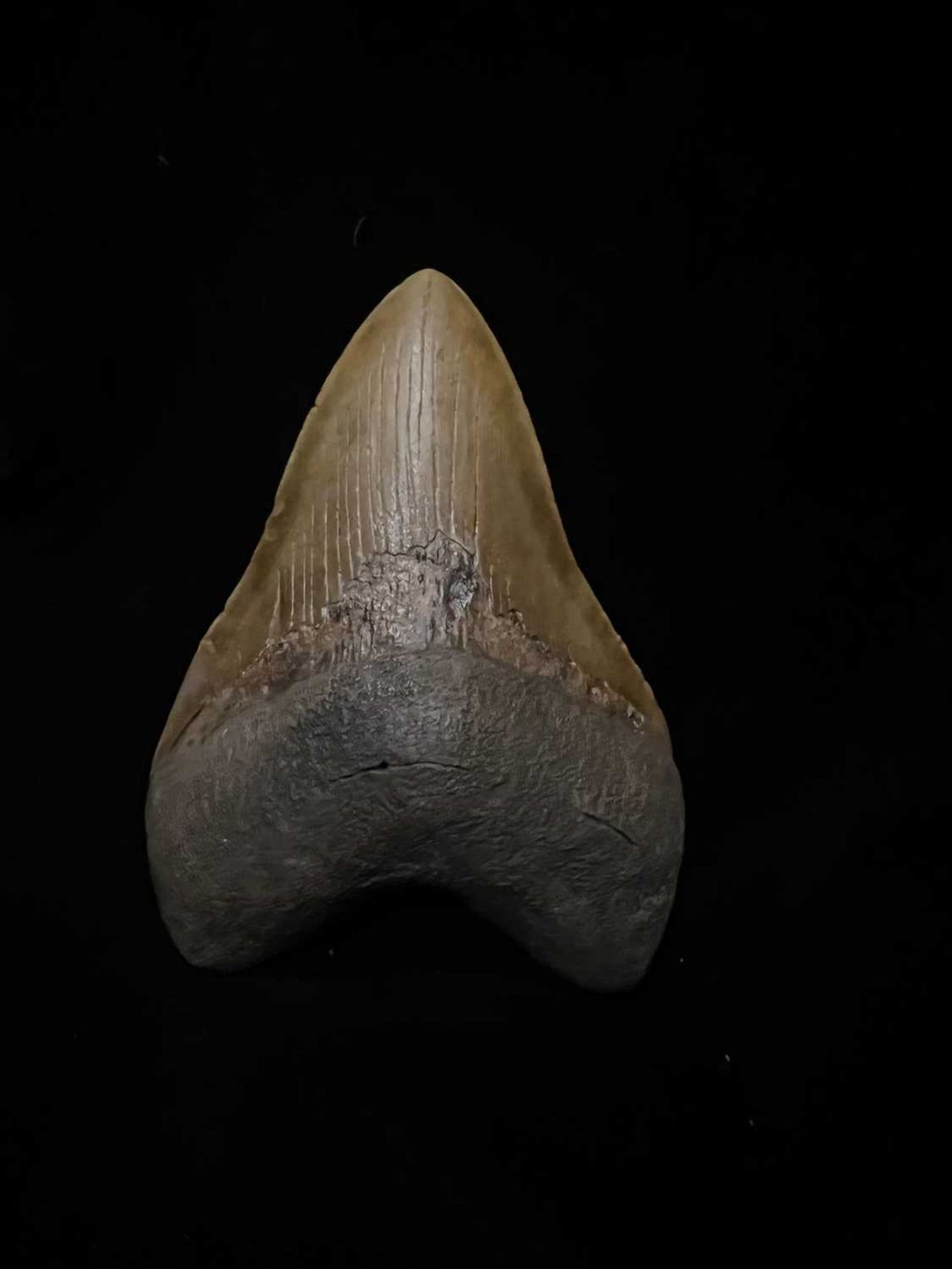 AN EXTINCT FOSSILISED MEGALODON SHARK TOOTH - Image 2 of 5