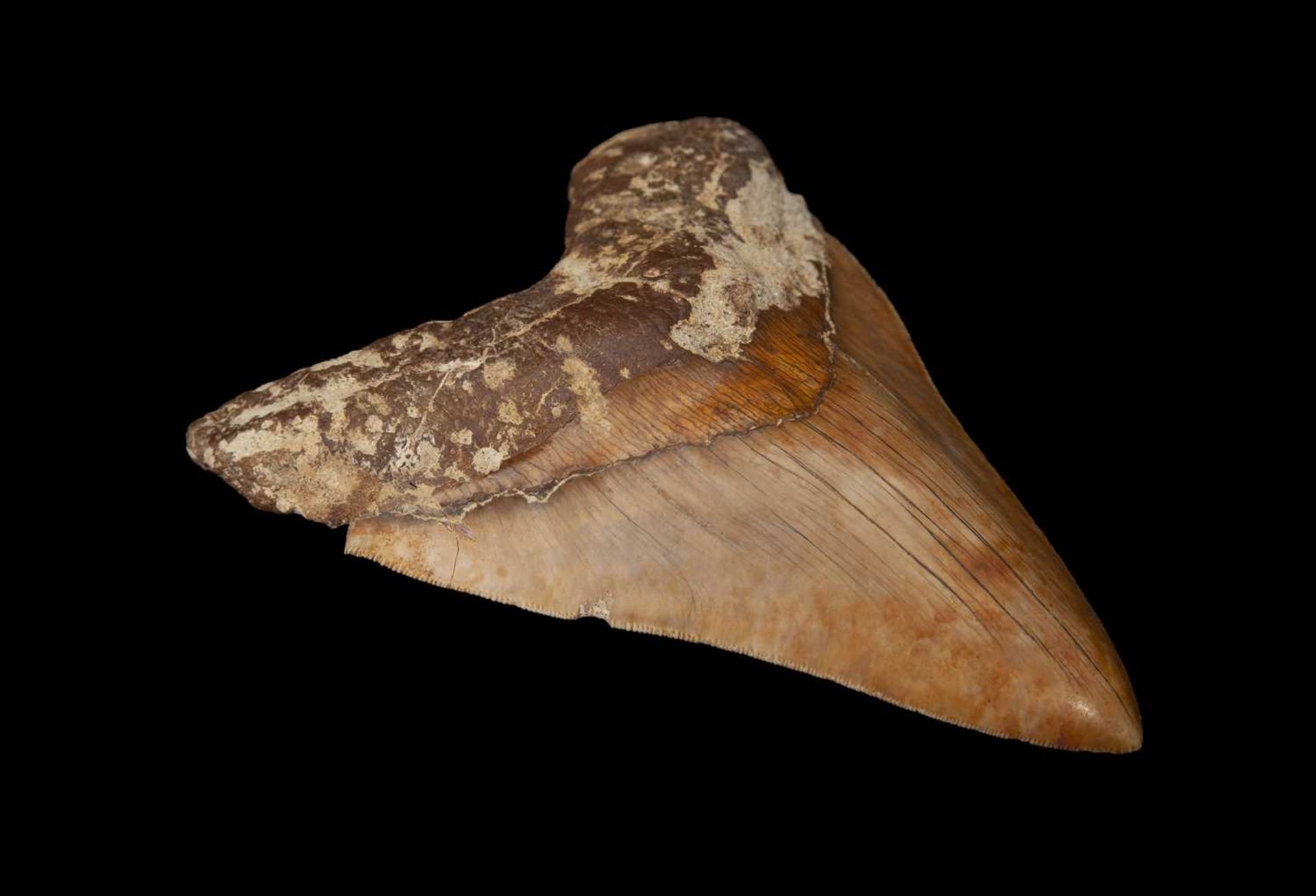 A LARGE FOSSILISED, EXTINCT MEGALODON SHARK TOOTH - Image 3 of 4