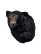 A TAXIDERMY HEAD OF A BLACK BEAR