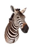 A TAXIDERMY SHOULDER MOUNT ZEBRA (EQUUS QUAGGA)