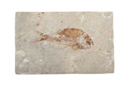 A SMALL FOSSILISED FISH