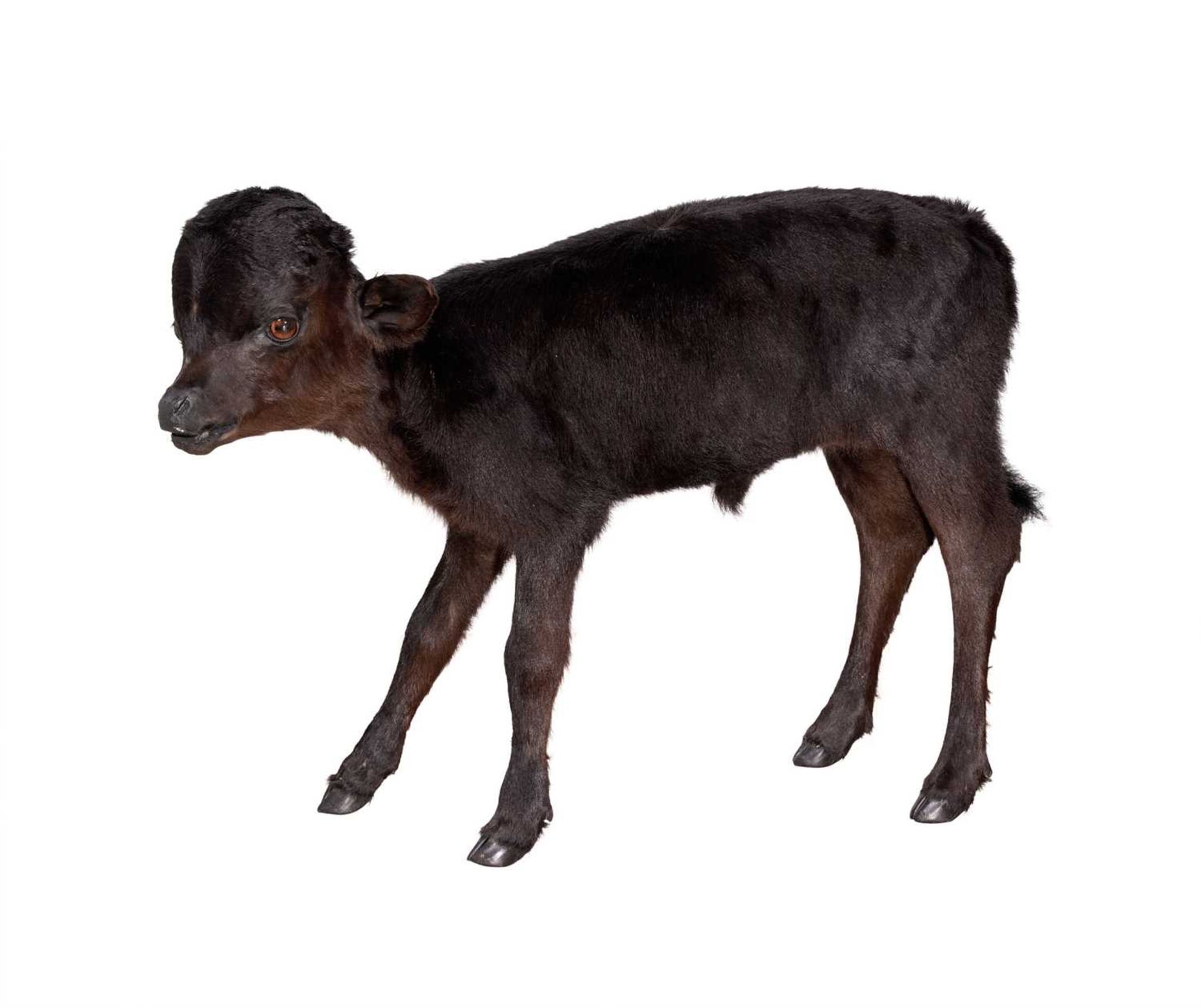 A TAXIDERMY FULL MOUNT HYDROCEPHALIC CALF (BOS TAURUS)