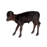 A TAXIDERMY FULL MOUNT HYDROCEPHALIC CALF (BOS TAURUS)