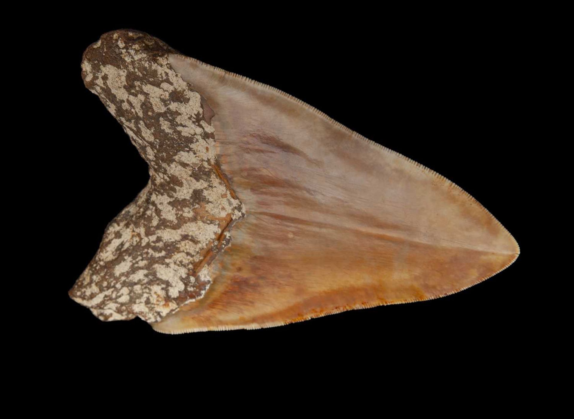 A LARGE FOSSILISED, EXTINCT MEGALODON SHARK TOOTH - Image 3 of 5