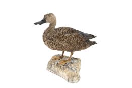 A TAXIDERMY CAPE SHOVELER (SPATULA SMITHII)