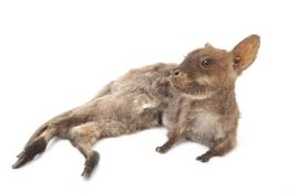 A TAXIDERMY STUDY OF A BABY WALLABY (MACROPODIDAE)