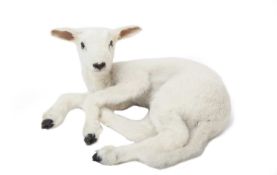 A TAXIDERMY STUDY OF A LAMB (OVIS ARIES)