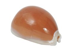 A BEAUTIFUL GOLDEN COWRIE SHELL