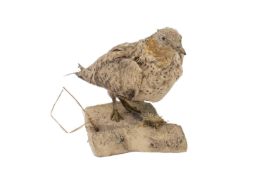 A TAXIDERMY PALLAS'S SANDGROUSE (SYRRHAPTES PARADOXUS)