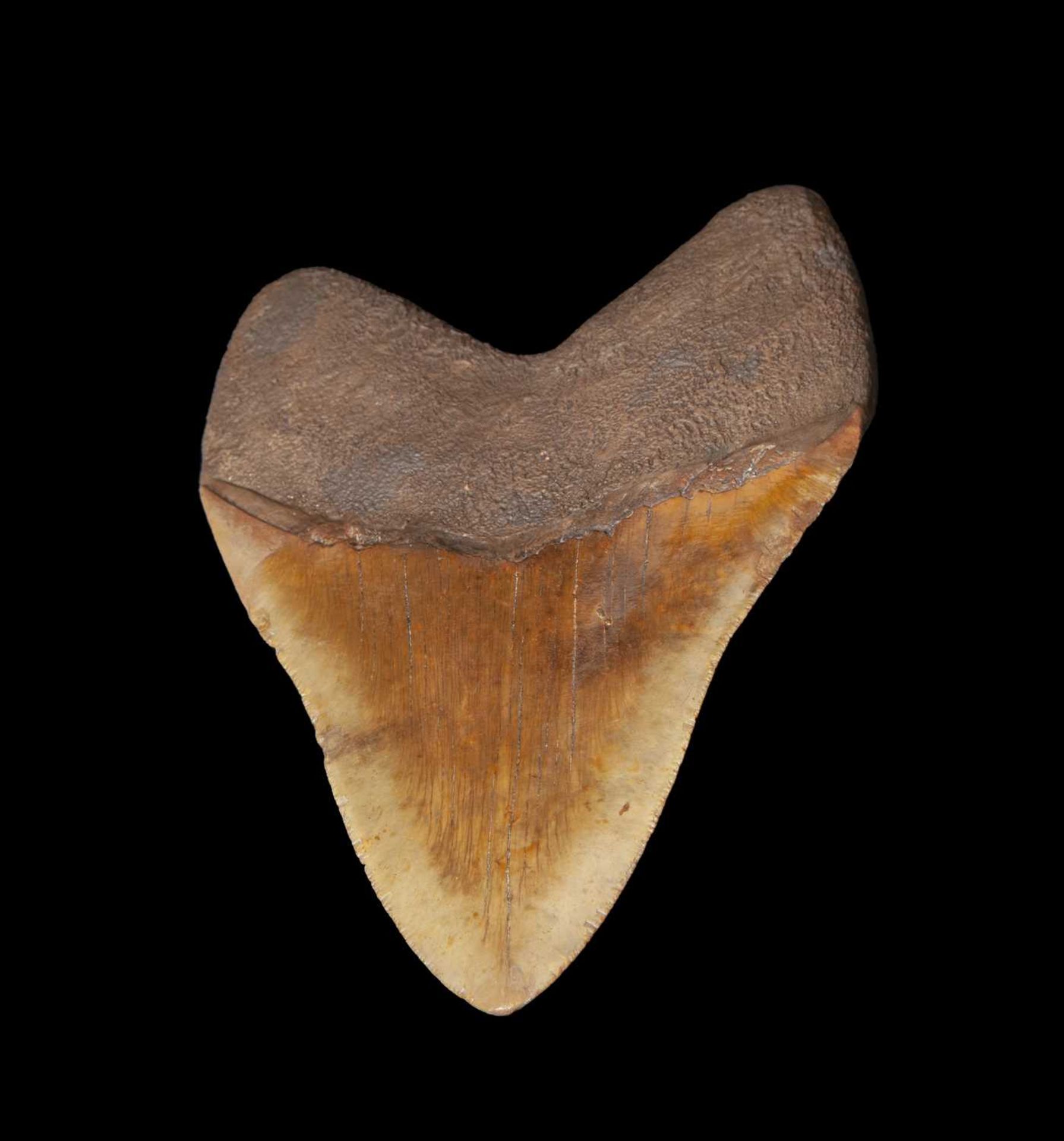 AN EXTINCT FOSSILISED MEGALODON SHARK TOOTH - Image 4 of 5