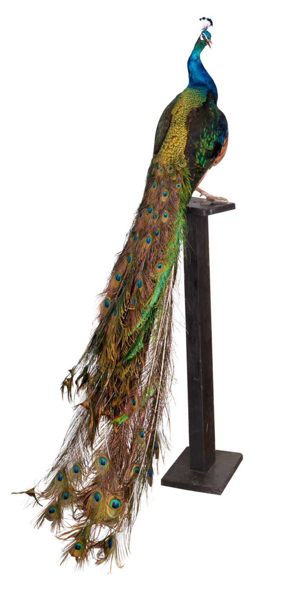 A TAXIDERMY INDIAN BLUE PEACOCK (PAVO CRISTATUS) - Bild 2 aus 2