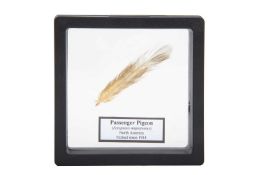 A FEATHER FROM THE EXTINCT PASSENGER PIGEON