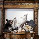 A TAXIDERMY STUDY OF A PAIR OF BOXING SCOTTISH MOUNTAIN HARES (LEPUS TIMIDUS)