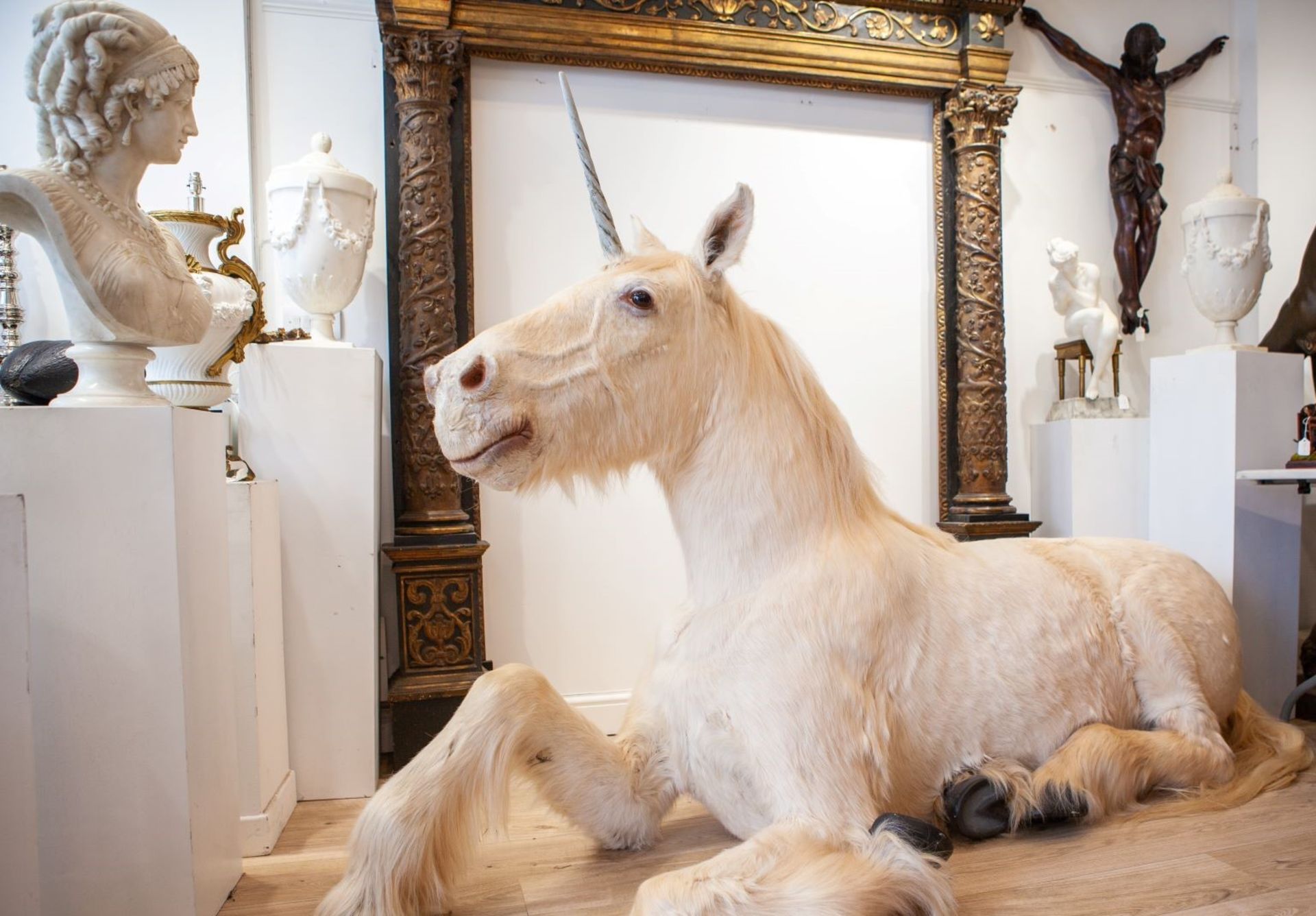 A TAXIDERMY FULL MOUNT 'UNICORN' (EQUUS CABALLUS) - Bild 5 aus 7