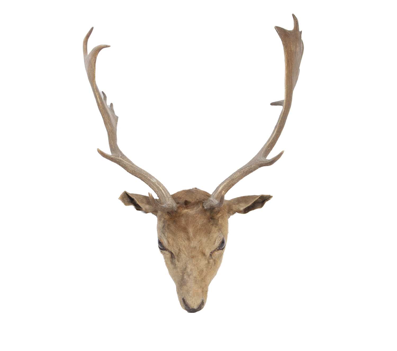 A TAXIDERMY FALLOW DEER HEAD