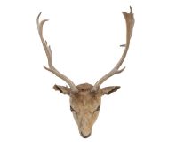 A TAXIDERMY FALLOW DEER HEAD