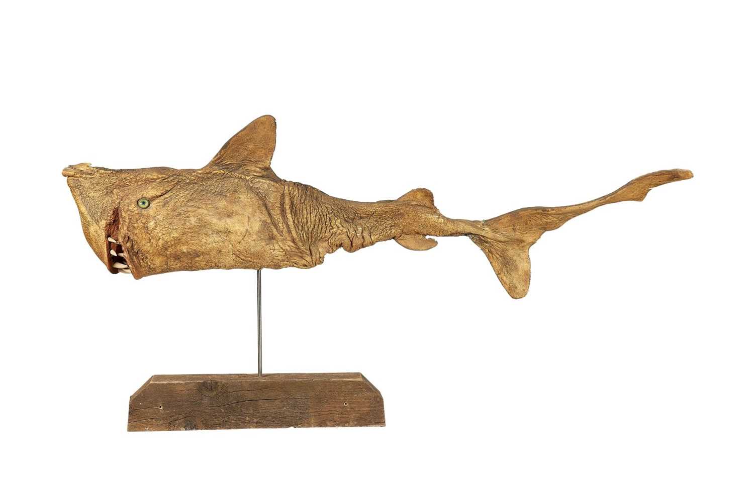 A LIFE-SIZE PAINTED MODEL OF A DEFORMED SHARK - Image 2 of 2