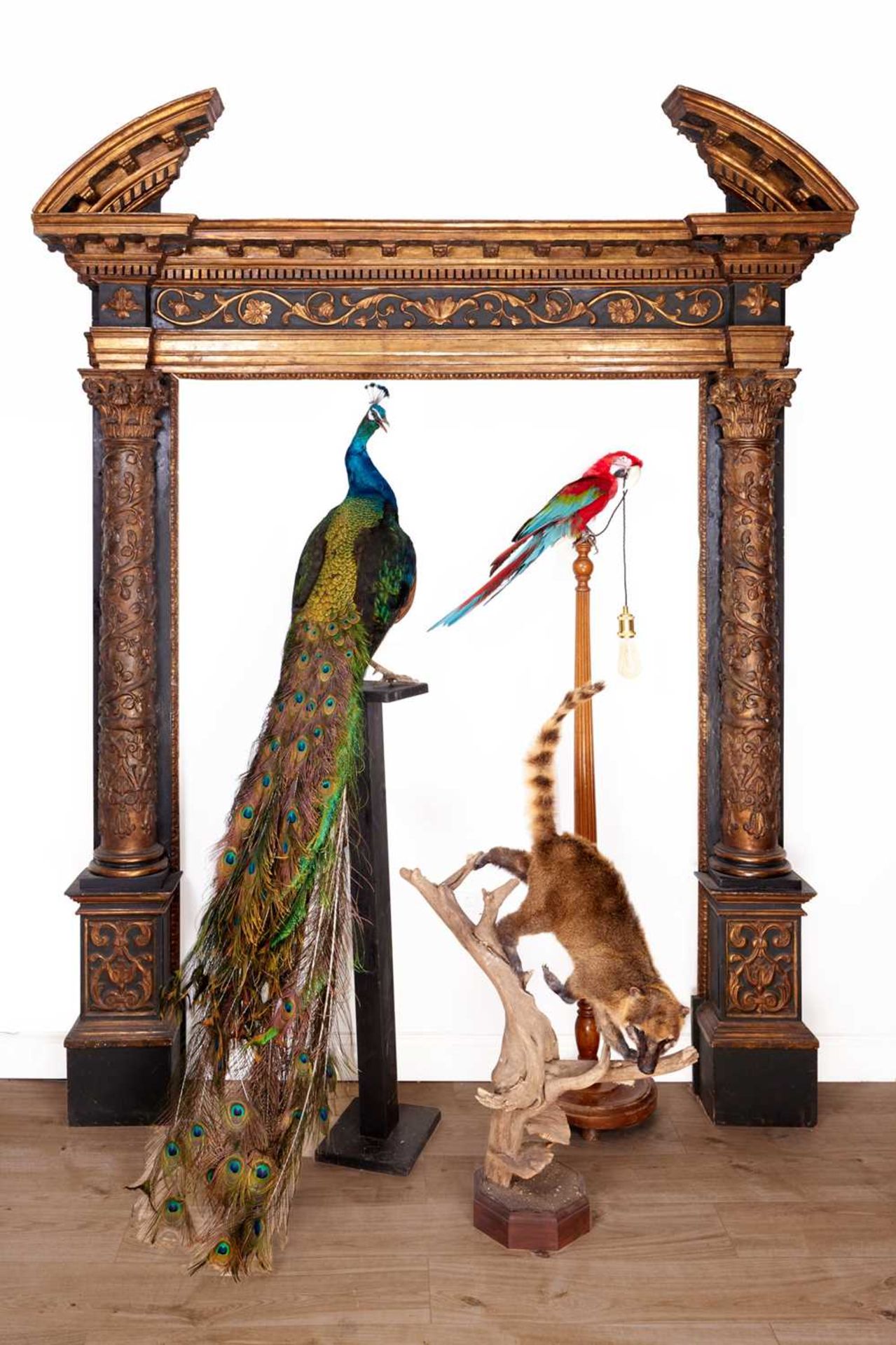 A TAXIDERMY INDIAN BLUE PEACOCK (PAVO CRISTATUS)