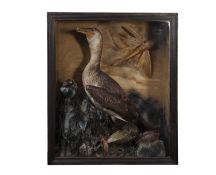 AN EARLY 20TH TAXIDERMY CASED CORMORANT WITH FLYING FISH