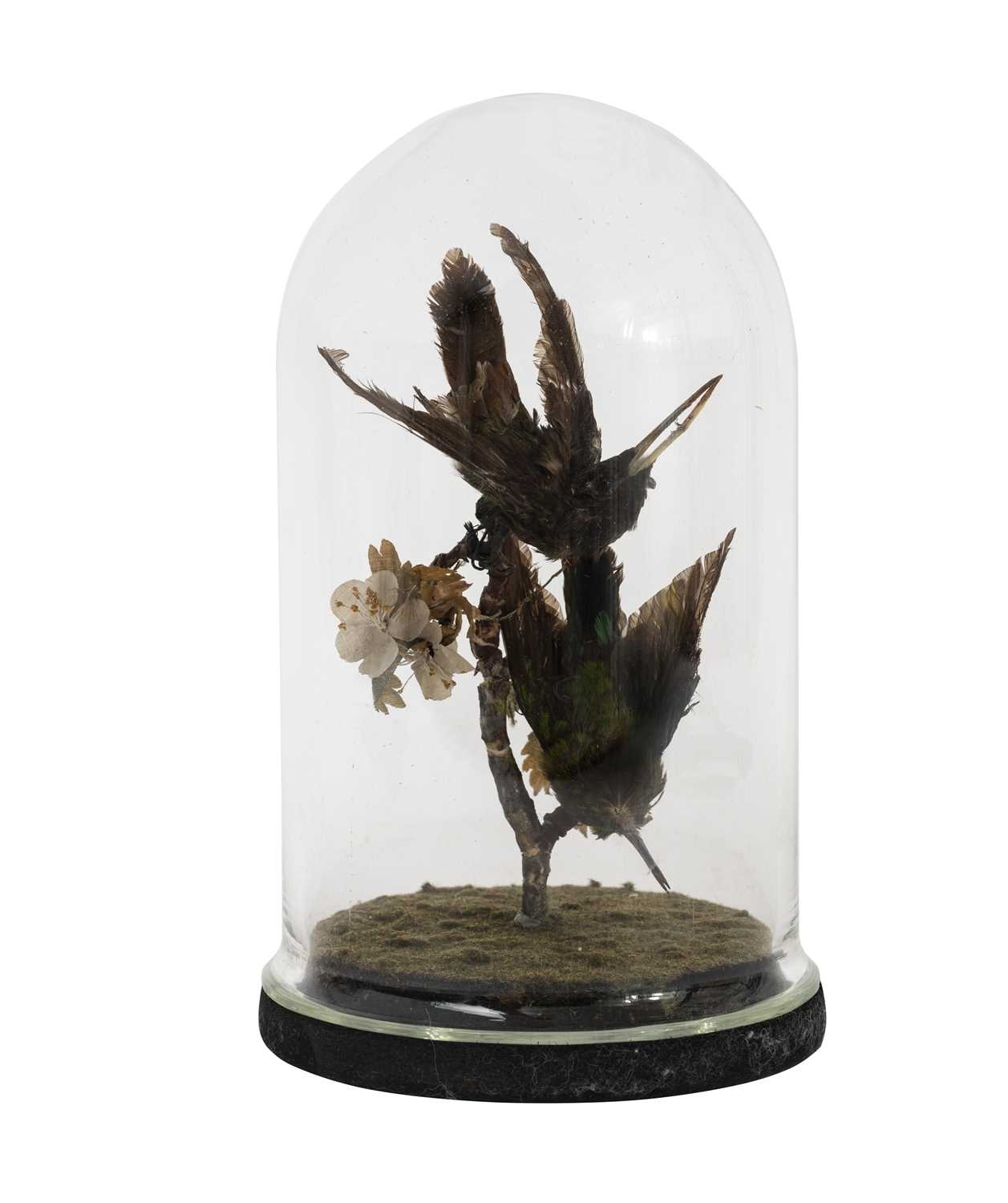A PAIR OF HUMMINGBIRDS IN A GLASS DOME