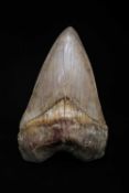 A LARGE FOSSILISED, EXTINCT MEGALODON SHARK TOOTH