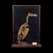 A LIFE-SIZE PAINTED MODEL OF A GREAT AUK SKELETON (PINGUINUS IMPENNIS LINNAEUS)