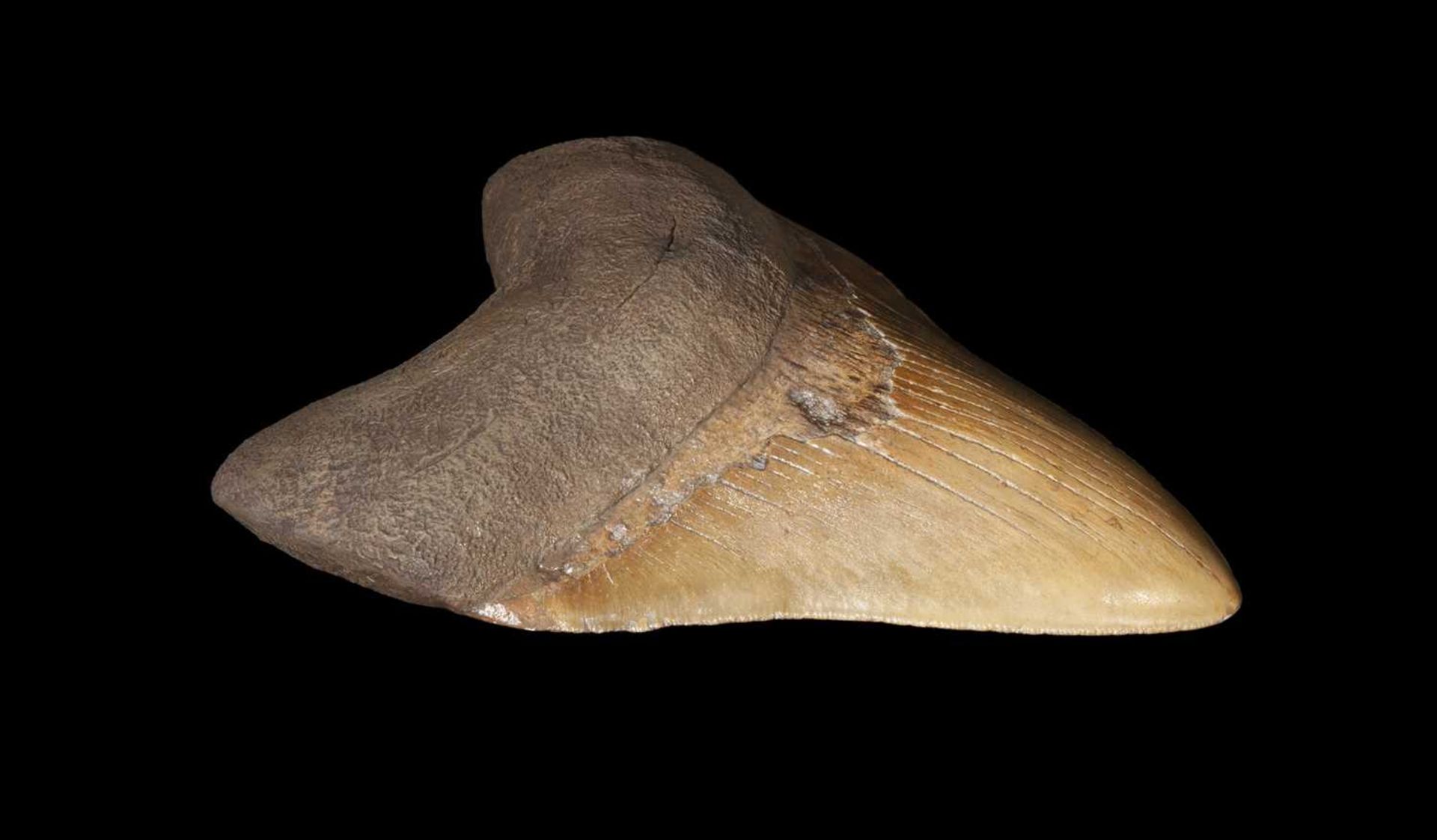 AN EXTINCT FOSSILISED MEGALODON SHARK TOOTH - Image 3 of 5