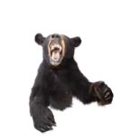 A TAXIDERMY WALL MOUNTED CANADIAN BLACK BEAR (URSUS AMERICANUS)