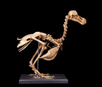 A LIFE-SIZE PAINTED MODEL OF A DODO SKELETON (RAPHUS CUCULLATUS)