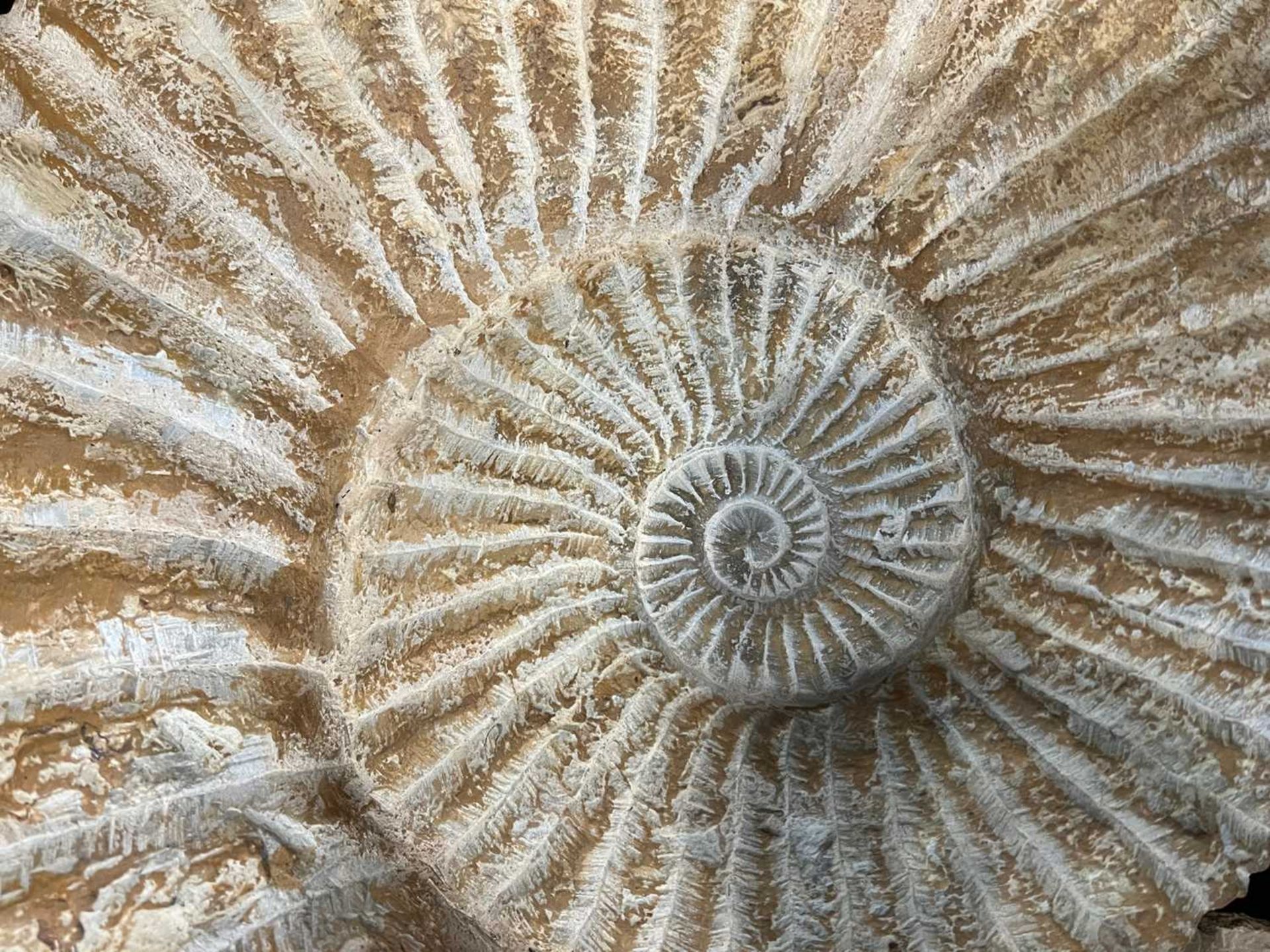 AN ACANTHOCERAS AMMONITE (ROUGH LIMESTONE), LOWER CRETACEOUS PERIOD - Image 3 of 5