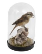 A TAXIDERMY BUTCHER BIRD IN GLASS DOME