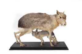 A TAXIDERMY STUDY OF A MARA WITH BABY (DOLICHOTIS PATAGONUM)